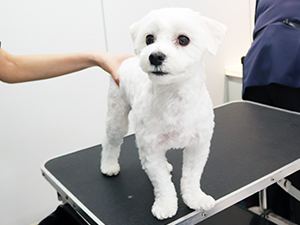 神奈川に近い東京町田のブリーダーKAKOでトリミングしたマルチーズ